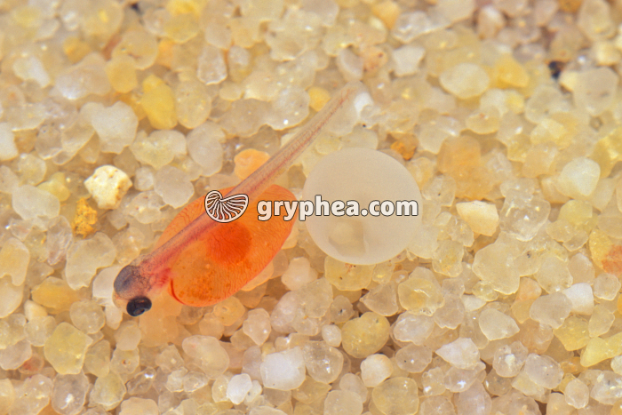 Truite - Alevin après éclosion - gryphea.com